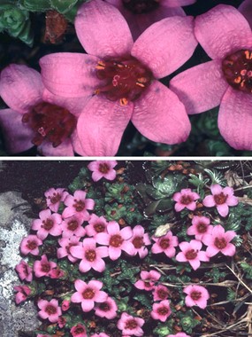 Saxifraga oppositifolia L. subsp. oppositifolia - Sassifraga a foglie opposte 
