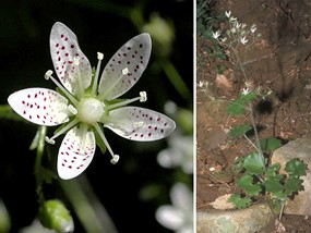 Saxifraga rotundifolia L. subsp. rotundifolia - Sassifraga a foglie rotonde 