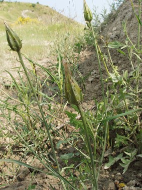 Scorzonera laciniata L. subsp. decumbens (Guss.) Greuter - Scorzonera con foglie di Reseda 