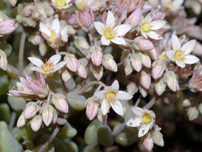 Sedum dasyphyllum L. - Borracina cinerea 