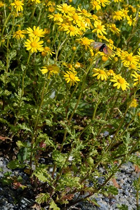 Senecio squalidus L. subsp. rupestris (Waldst. & Kit.) Greuter - Senecione di montagna 