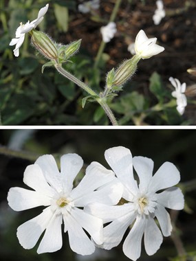 Silene latifolia Poir. subsp. alba (Mill.) Greuter & Burdet - Silene bianca 