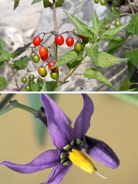 Solanum dulcamara L. - Dulcamara, Morella rampicante