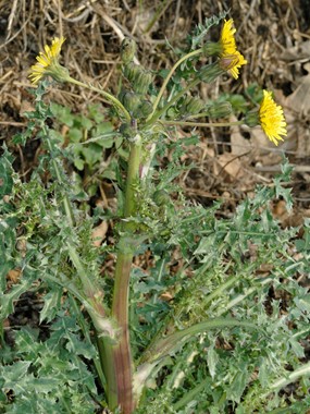 Sonchus asper (L.) Hill subsp. asper - Crespigno spinoso