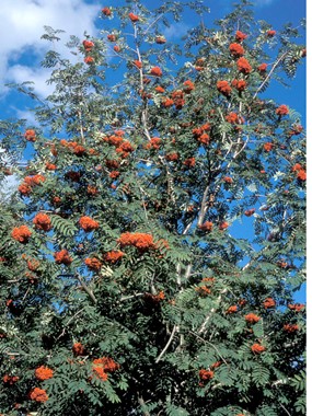 Sorbus aucuparia L. subsp. aucuparia - Sorbo degli uccellatori 