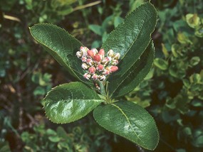 Sorbus chamaemespilus (L.) Crantz - Sorbo montano 