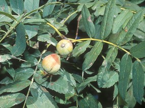 Sorbus domestica L. - Sorbo comune, Sorbolo 