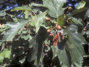 Sorbus torminalis (L.) Crantz - Ciavardello 