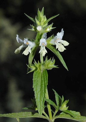 Stachys annua (L.) L. subsp. annua - Stregona annuale 
