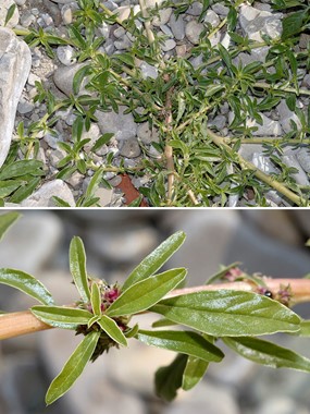Amaranthus blitoides S. Watson - Amaranto blitoide 