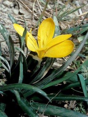 Sternbergia lutea (L.) Ker Gawl. ex Spreng. - Zafferanastro giallo 