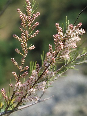 Tamarix parviflora DC. - Tamerici a fiore piccolo