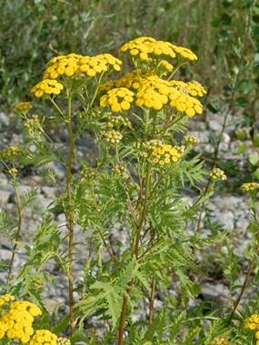 Tanacetum vulgare L. - Erba-amara selvatica, Tanaceto