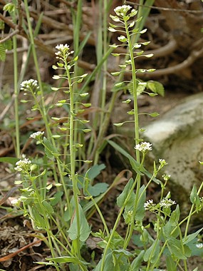 Thlaspi perfoliatum L. - Erba-storna perfogliata 