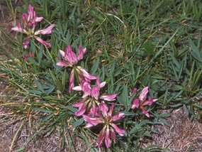 Trifolium alpinum L. - Trifoglio alpino 