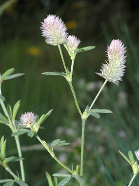 Trifolium arvense L. - Trifoglio arvense