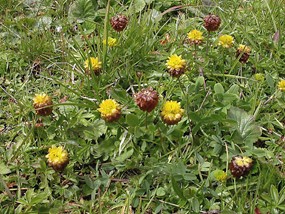 Trifolium badium Schreb. - Trifoglio bruno 
