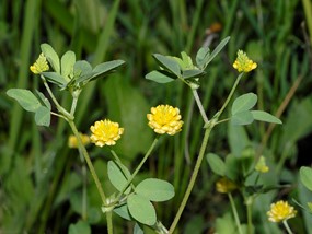Trifolium campestre Schreb. - Trifoglio campestre 