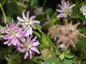 Trifolium resupinatum L. - Trifoglio risupinato 