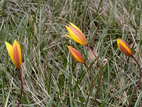 Tulipa australis Link - Tulipano montano 