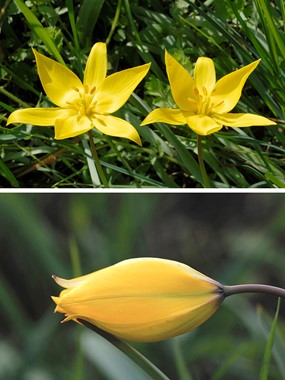 Tulipa sylvestris L. - Tulipano dei campi 
