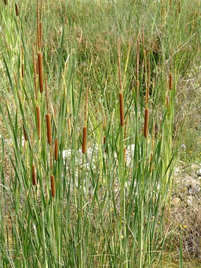 Typha angustifolia L. - Lisca a foglie strette 