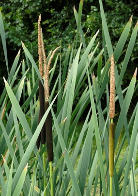 Typha latifolia L. - Mazzasorda, Lisca a foglie larghe