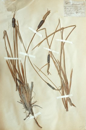Typha laxmannii Lepech. - Lisca di Laxmann 