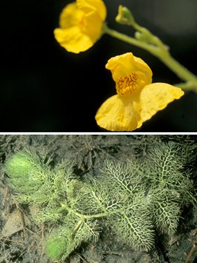 Utricularia australis R. Br. - Erba-vescica delle risaie 