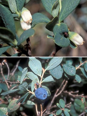 Vaccinium uliginosum L. subsp. microphyllum (Lange) Tolm. - Mirtillo falso