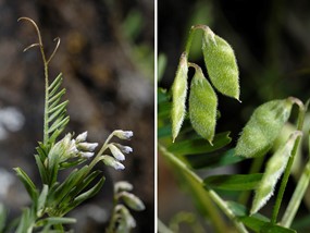Vicia hirsuta (L.) Gray - Veccia tentennina 
