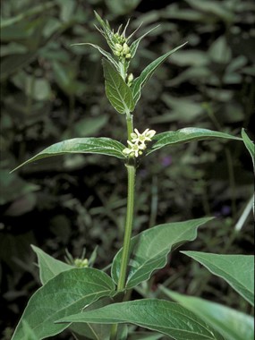Vincetoxicum hirundinaria Medik. subsp. hirundinaria - Vincetossico comune, Asclepiade 