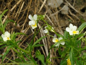 Viola arvensis Murray - Viola dei campi 