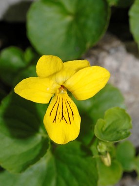 Viola biflora L. - Viola gialla 