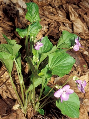 Viola mirabilis L. - Viola mirabile 