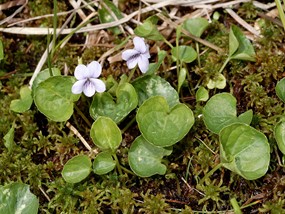 Viola palustris L. - Viola palustre 