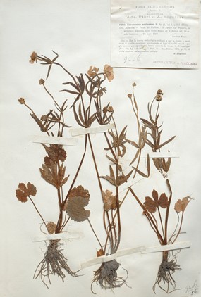 Ranunculus mutinensis Pignatti