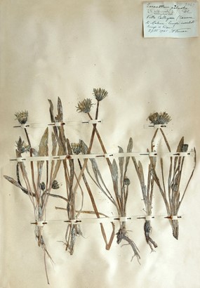 Taraxacum palustre (gruppo)